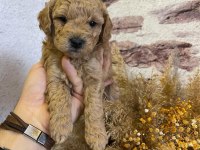 Toy poodle yavrularımız