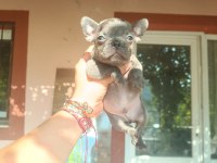 Sevimli french bulldog yavrular