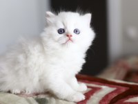 Bir Çift Boncuk Mavi Göz British Longhair