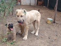 Kangal yavrusu satiliktir