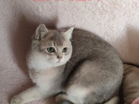 Safkan British Shorthair