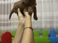 Red Brown Toy Poodle Yavrular