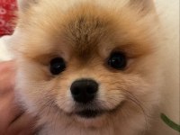 Black Scin Çok tatlı pomeranian yavrumuz verilecektir