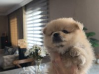 Pomeranian boo yavru köpeğimiz