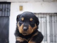 A KALİTE ROTTWEİLER BEBEKLER