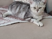 Çok uygun şartlarda british shorthair sahiplendirilecekler