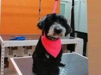 Terrier dişi köpeğimiz