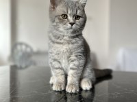 Scottish fold ve straight YAVRU 3 aylık