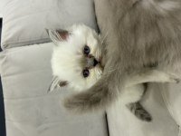 Blue point beyaz british longhair