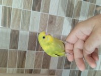 Muhabbet Kuşu Yavruları