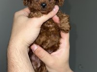RED BROWN KORE TEA CUP POODLE BEBEKLER