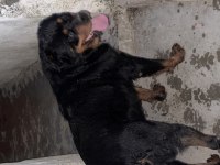 Kaliteli Erkek Rottweiler