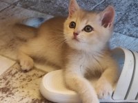 Ödüllü British Shorthair yavru