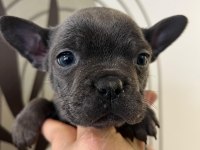 A Kalite Exotik French Bulldog Yavrular