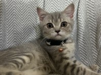 3 aylık yavru dişi british shorthair