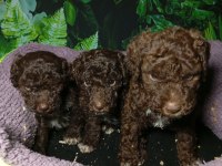 POODLE VE LAGOTTO SAFKAN BEBEKLER