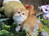 Yüksek kalite ny12 golden british longhair