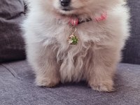 550 gr teacup pomeranian