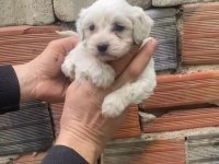 Orijinal Terrier Yavrular Irk Sağlık Garantili