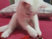 Oyun canavarı british shorthair sahiplendim diyeceksiniz