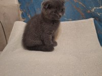 Scottish fold kedisi