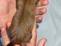 Meraklısına maltipoo