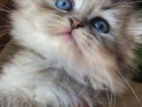 Scottish fold blue tabby longhair yavrularımız