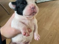2 HAFTALIK FRENCH BULLDOG YAVRULARIMIZ YENİ YUVA ARIYOR