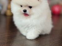 İnanılmaz güzellikte bembeyaz Pomeranian kızımız