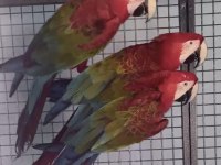 Orman bakanlığı belgeli kırmızı macaw papağan