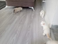 BEYAZ SAFKAN BRİTİSH SHORTHAİR YAVRULAR