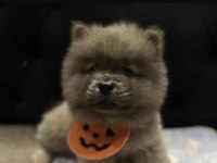 ÇİN ASLANI KÖPEĞİMİZ