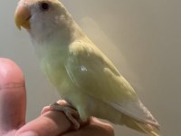 Cremio sevda yavru 4 aylık kırmızı gözler