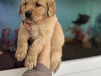 Baby face golden retriever bebekler