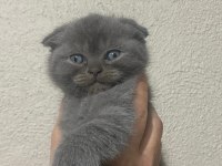 2 aylık scottish fold kedimiz sahiplendirilecek