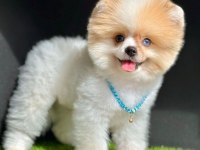 Sevimli Pomeranian Boo Yavrularımız