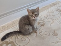 Sağlıklı yeterince anne sütü almış bebek kediler