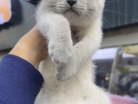 British shorthair blue point erkek dişi kardeşler