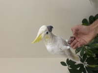 Sülfür Kakadu 81 ile gönderim mevcut
