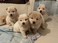 KÜT BURUN IRK GARANTİLİ CHOW CHOW YAVRULARIMIZ