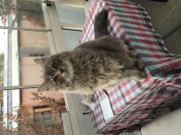 Kuki 3 yaşında dişi british longhair
