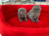 Show Kalite Tam Kapalı Kulak Scottish Fold