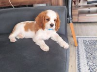 Acil verilecek cavalier king charles