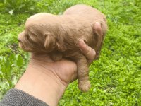 MALTİPOO CİNSİ YAVRULAR