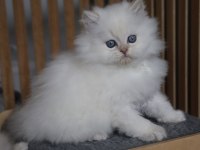 British Longhair Yavrularımız