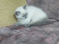 BRİTİSH SHORTHAİR ERKEK EŞYALARIYLA SAHİPLENDİRME