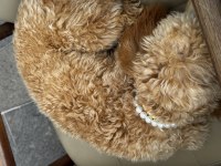 7 Aylık Dişi Toy Poodle