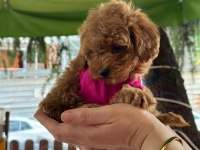 Toy poodle 2 aylık