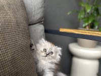EV ORTAMINDA BÜYÜYEN BRITISH LONGHAIR YAVRULARIM 