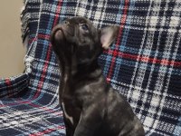 YURTDIŞI KAN HATTI EGZOTİK MICRO FRENCH BULLDOG YAVRULAR